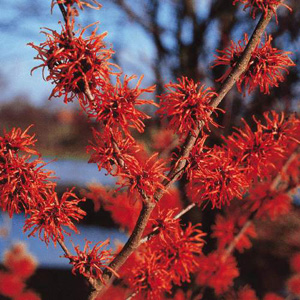 Hamamelis