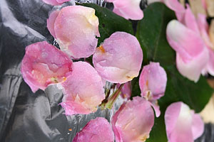 Petali di rosa