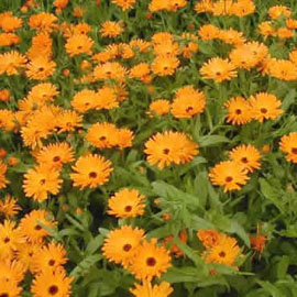 CALENDULA OFFICINALIS