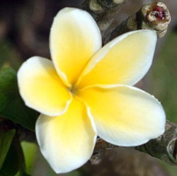 Gardenia Tahitensis
