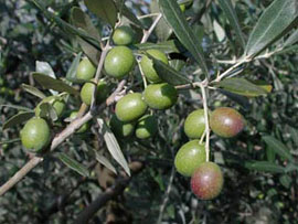 OLIVO